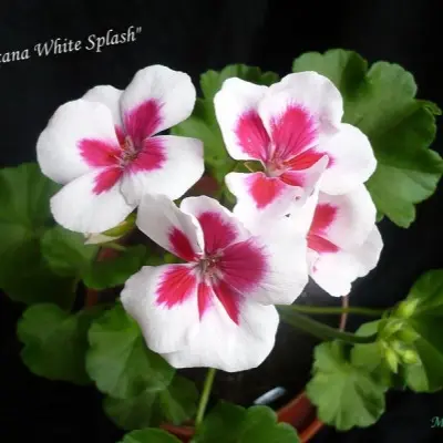 americana-white-splash-6-341120