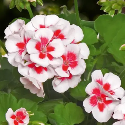 americana-white-splash-7-341120