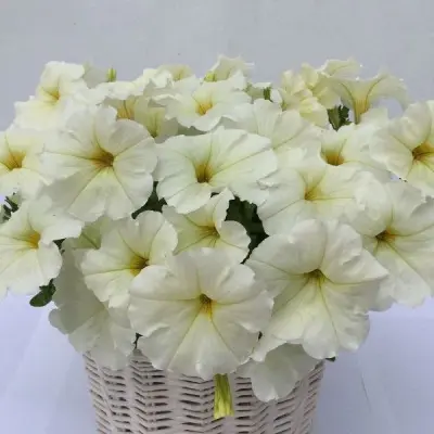 amore-mio-belaya-5-343701