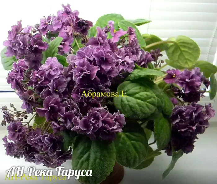 an-vodopad-viktoriya-2-317024