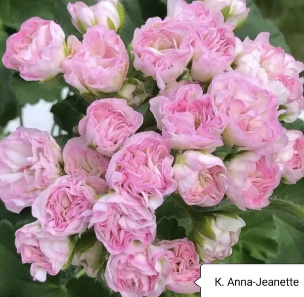 anna-zhanet-4-335712