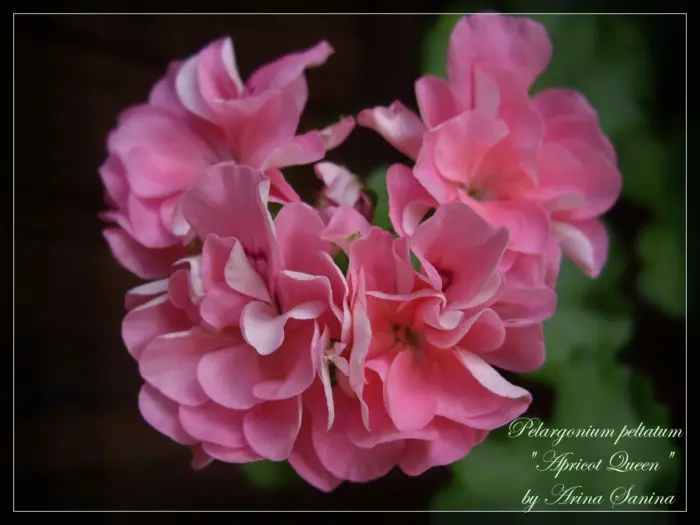 apricot-queen-2-333552