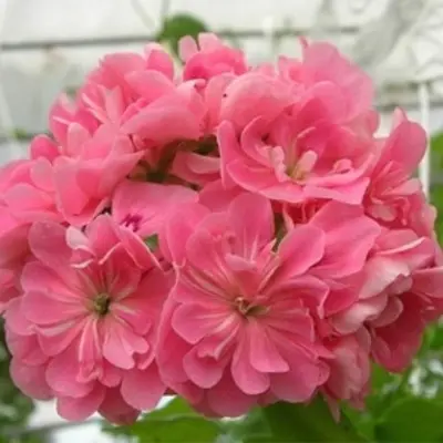apricot-queen-3-333552