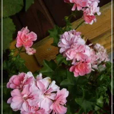 apricot-queen-4-333552