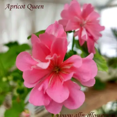 apricot-queen-5-333552