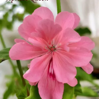 apricot-queen-6-333552