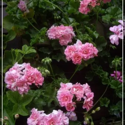 apricot-queen-7-333552