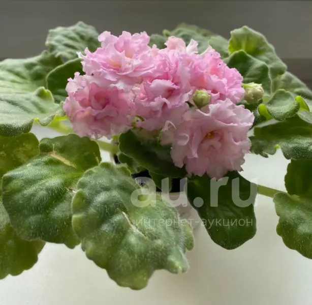 av-abrikosovyy-plombir-6-325735