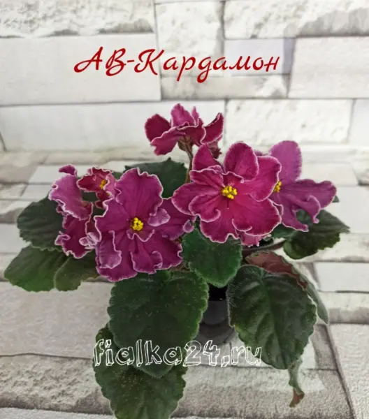 av-kardamon-3-318577