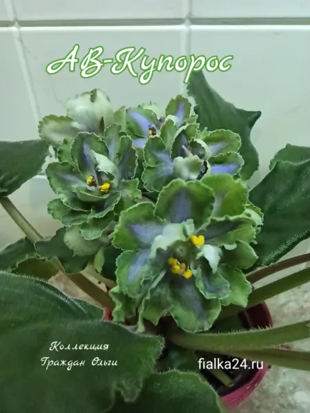 av-kuporos-2-310973
