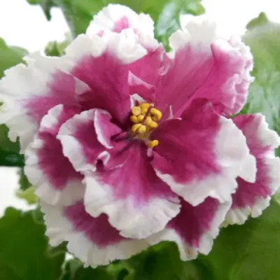 av-malva-main-326268