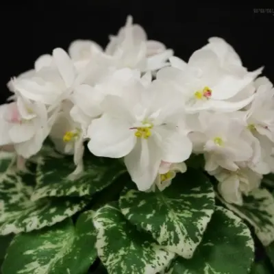 av-molochnye-reki-4-314453