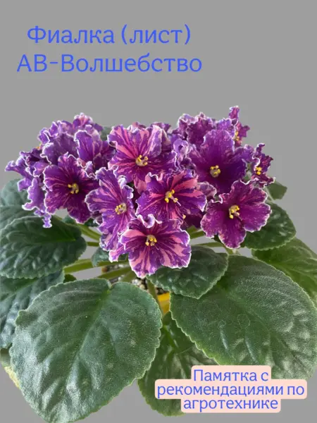 av-volshebstvo-2-323167