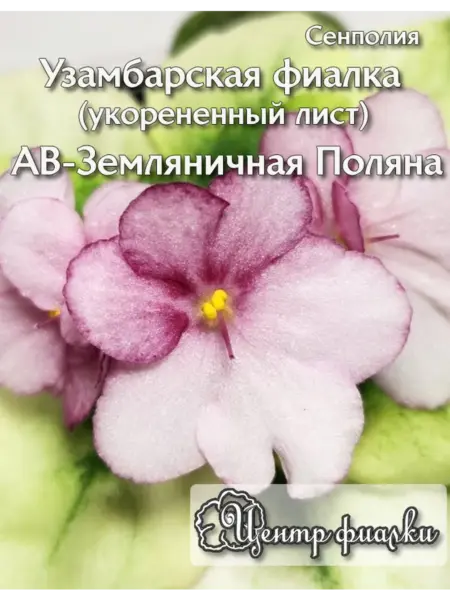 av-zemlyanichnaya-polyana-1-331111