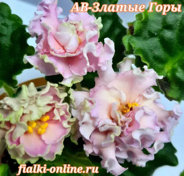 av-zlatye-gory-4-314359