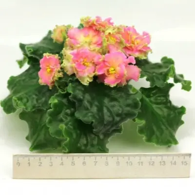 av-zlatye-gory-7-314359