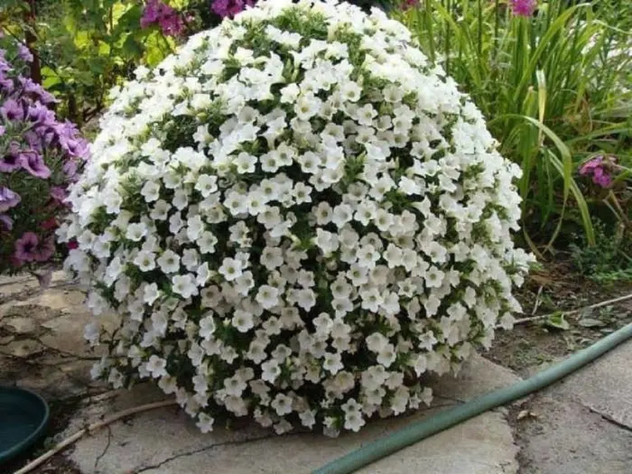 belyy-shar-4-343953