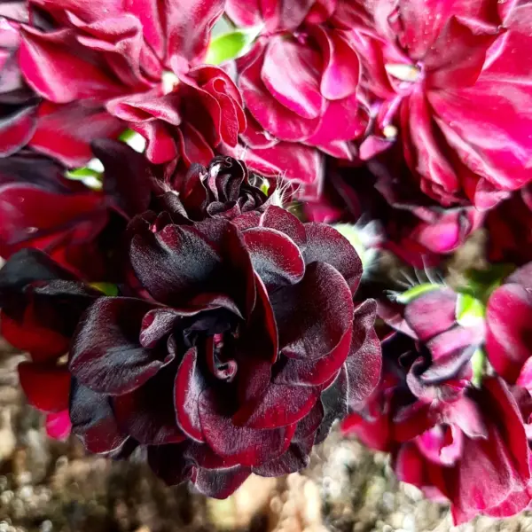 black-magic-1-340289