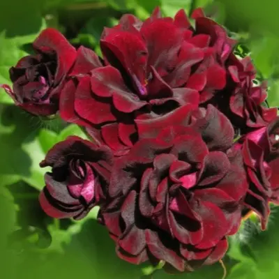 black-magic-2-340289