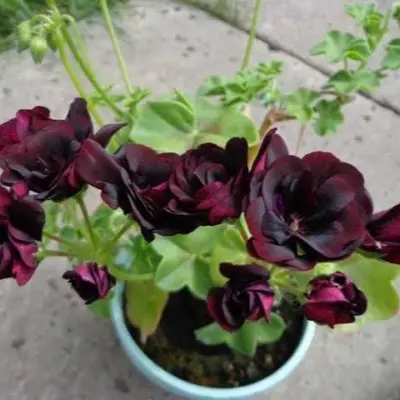 black-magic-4-340289