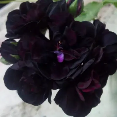 black-magic-5-340289