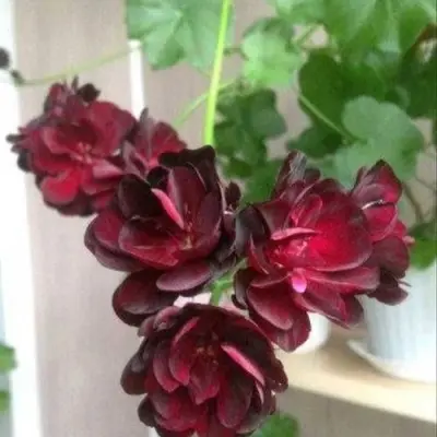 black-magic-6-340289