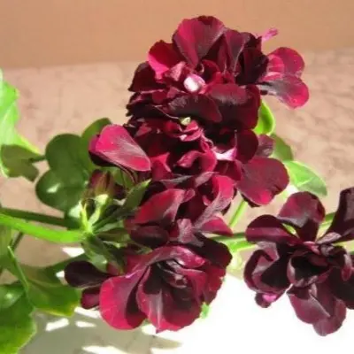 black-magic-7-340289