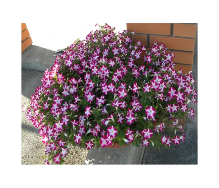 blanket-rouz-star-2-343476