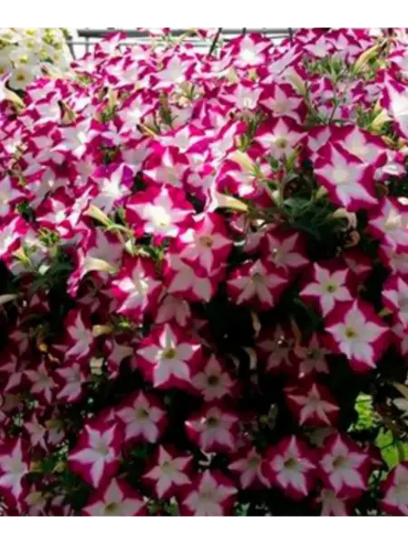 blanket-rouz-star-main-343476