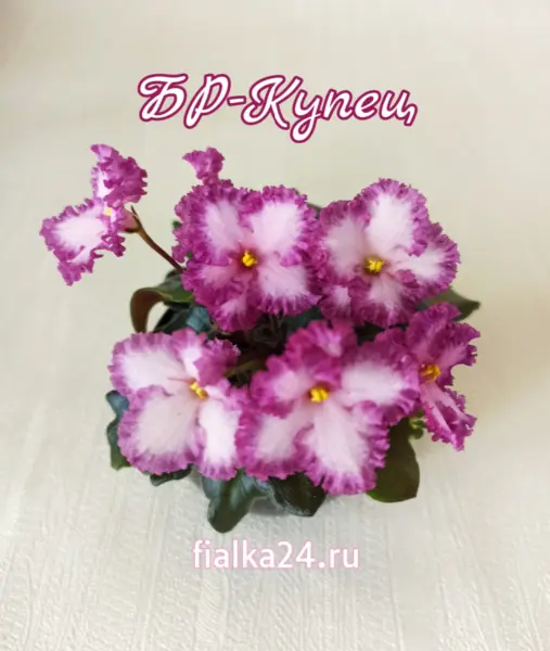 br-kupets-4-322324