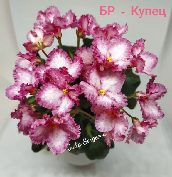 br-kupets-5-322324