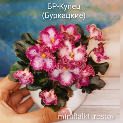 br-kupets-7-322324