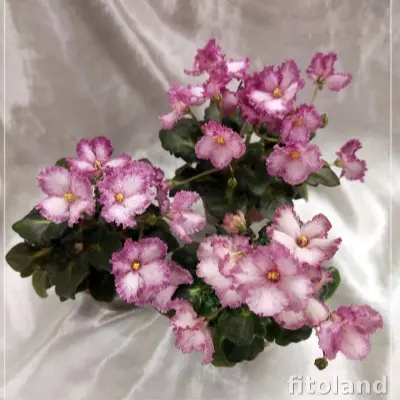 br-kupets-8-322324