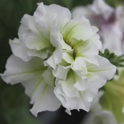 buketnaya-4-343584