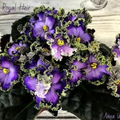 cajuns-royal-heir-4-314377