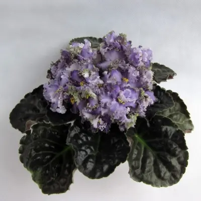 cajuns-royal-heir-6-314377