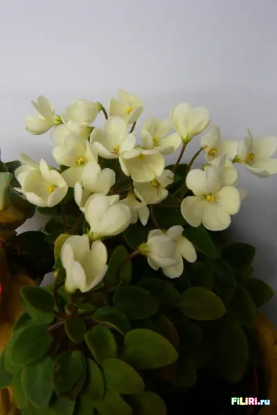 chantaspring-1-311021