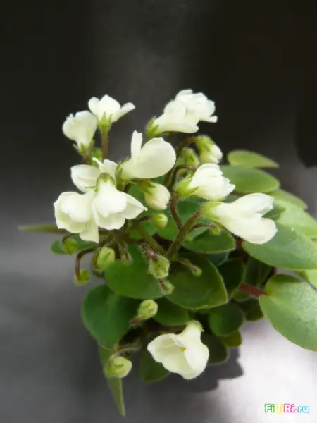 chantaspring-3-311021