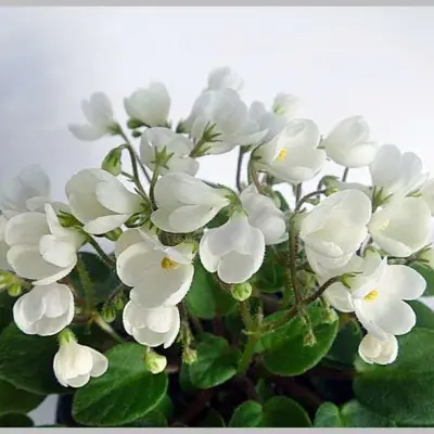 chantaspring-4-311021