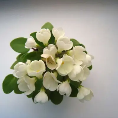 chantaspring-5-311021