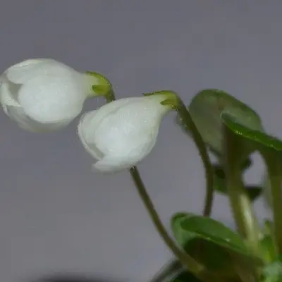 chantaspring-6-311021