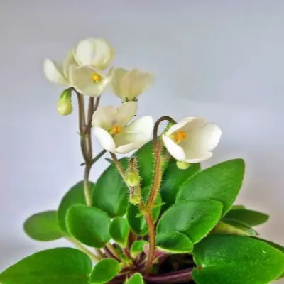 chantaspring-8-311021