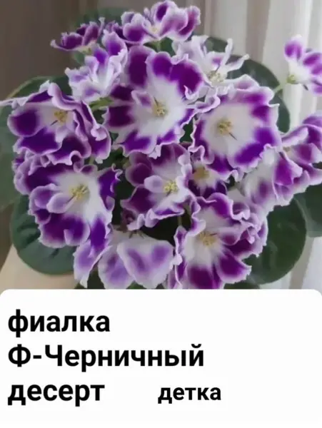 chernichnyy-desert-1-311585