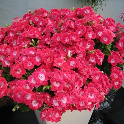 cherri-cherry-2-340188