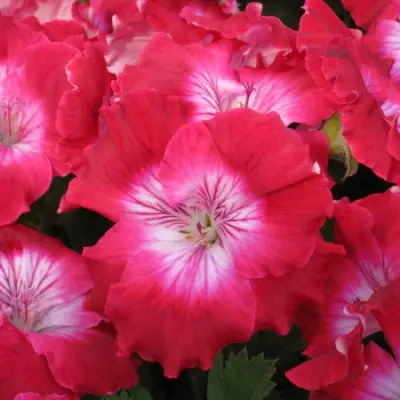 cherri-cherry-4-340188