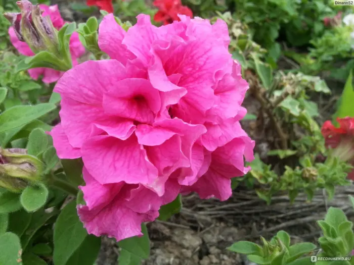 dabl-kaskad-pink-2-344020