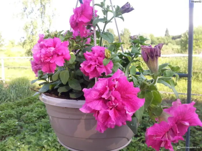 dabl-kaskad-pink-3-344020
