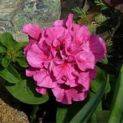 dabl-kaskad-pink-6-344020