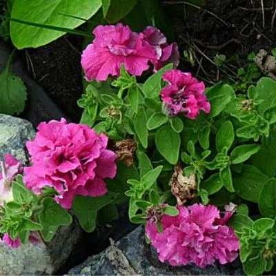 dabl-kaskad-pink-7-344020