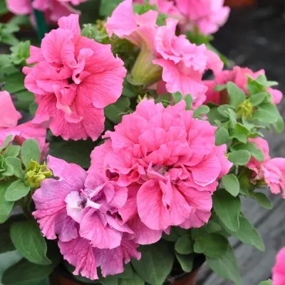 dabl-kaskad-pink-main-344020